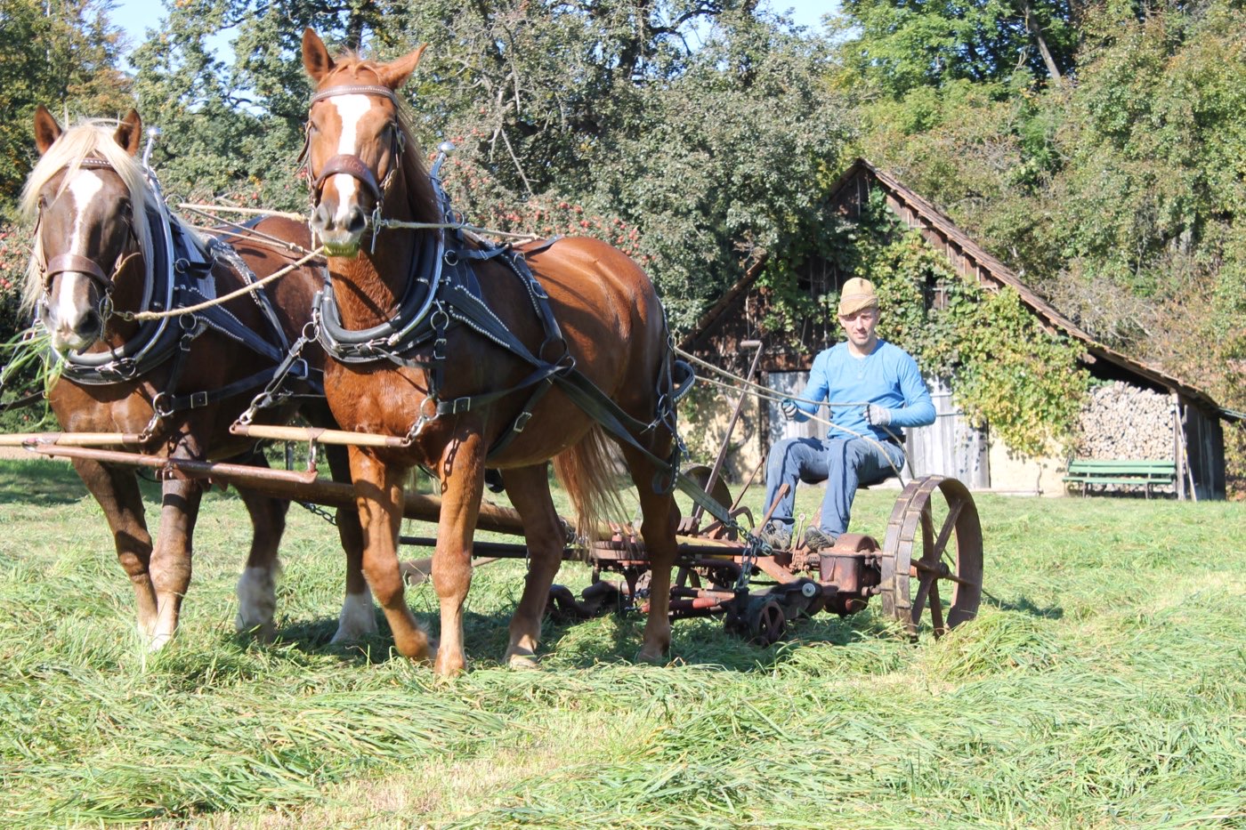 Zweispänner bei der Heuernte auf der Wiese