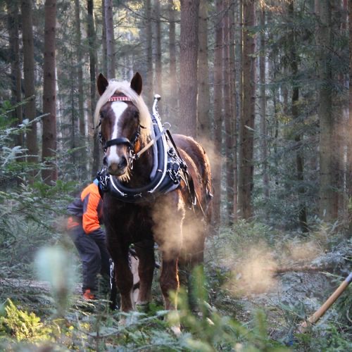 Holzrücken zwischen den Bäumen