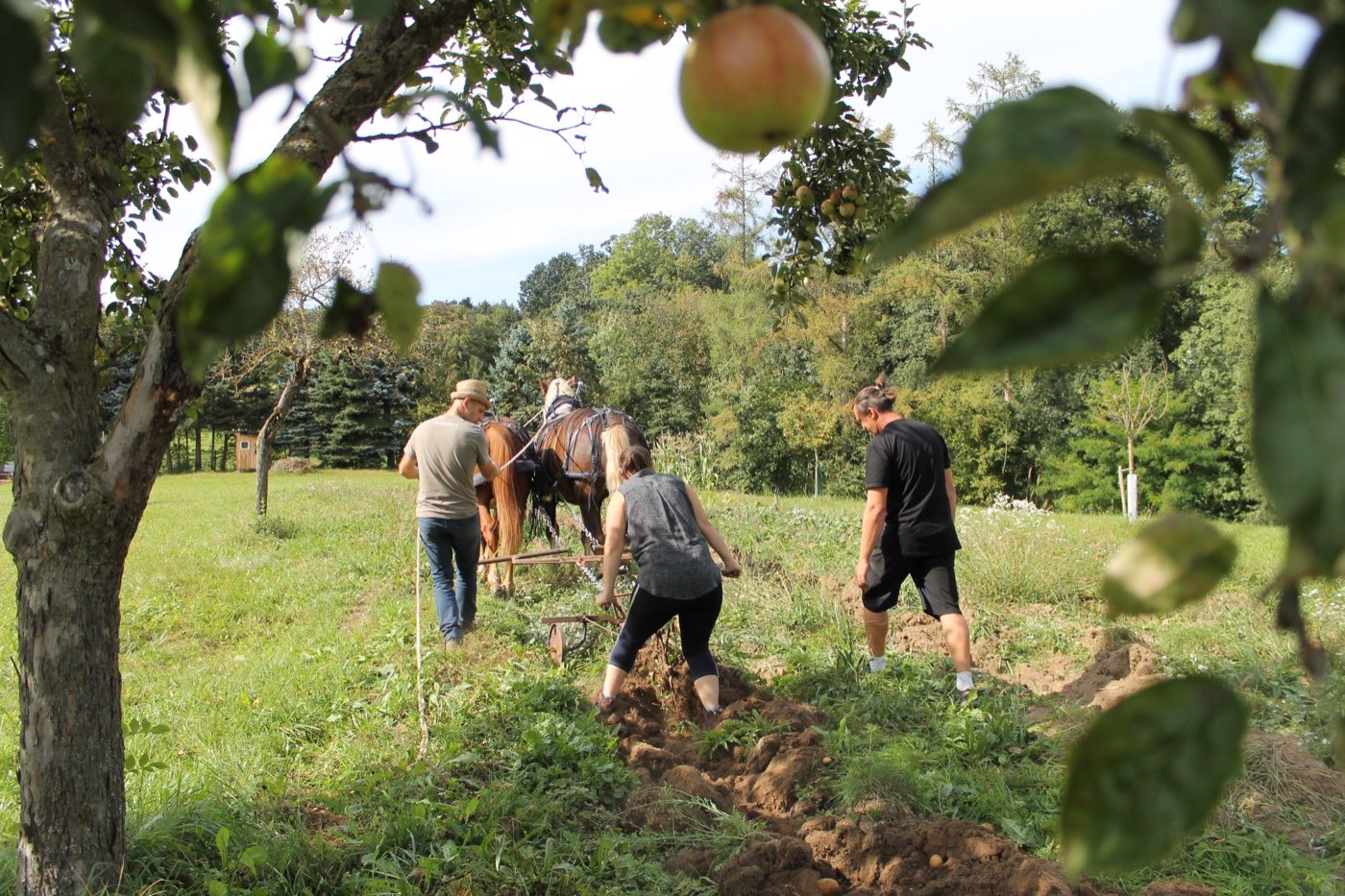Gruppe arbeitet gemeinsam mit dem Pferd im Obstgarten