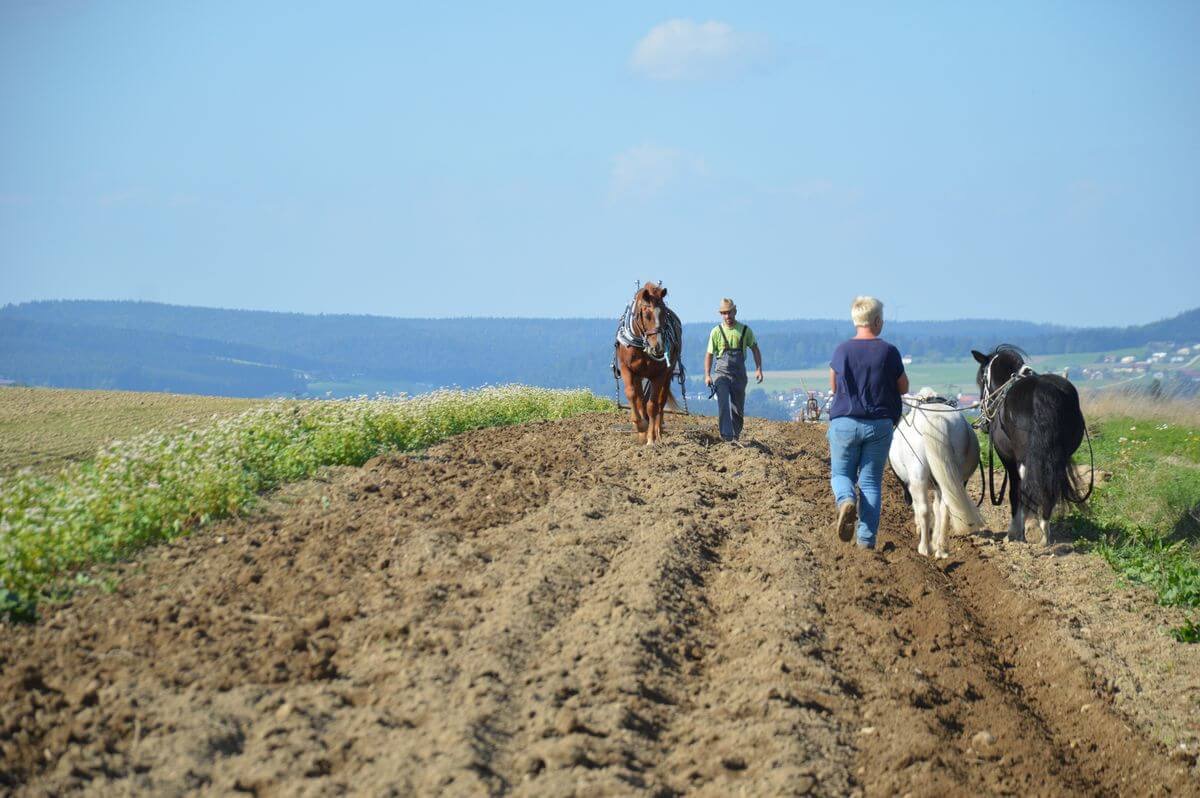 Pferd am Acker bei der Arbeit