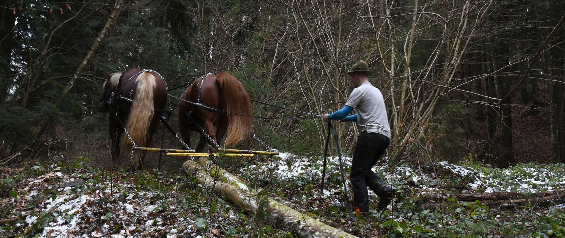 Pferd zieht einen Stamm durch den Wald