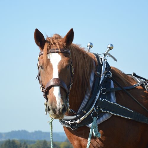 Arbeitspferd, Portrait