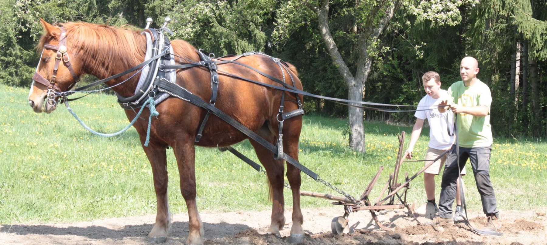 Vater und Sohn pflügen mit dem Pferd