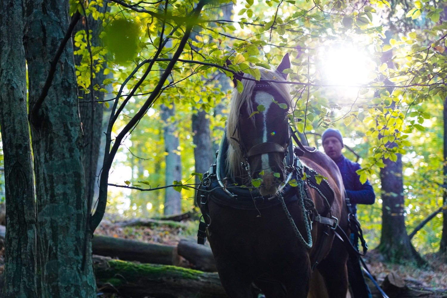 Pferd und Fuhrmann im Gegenlicht zwischen den Bäumen