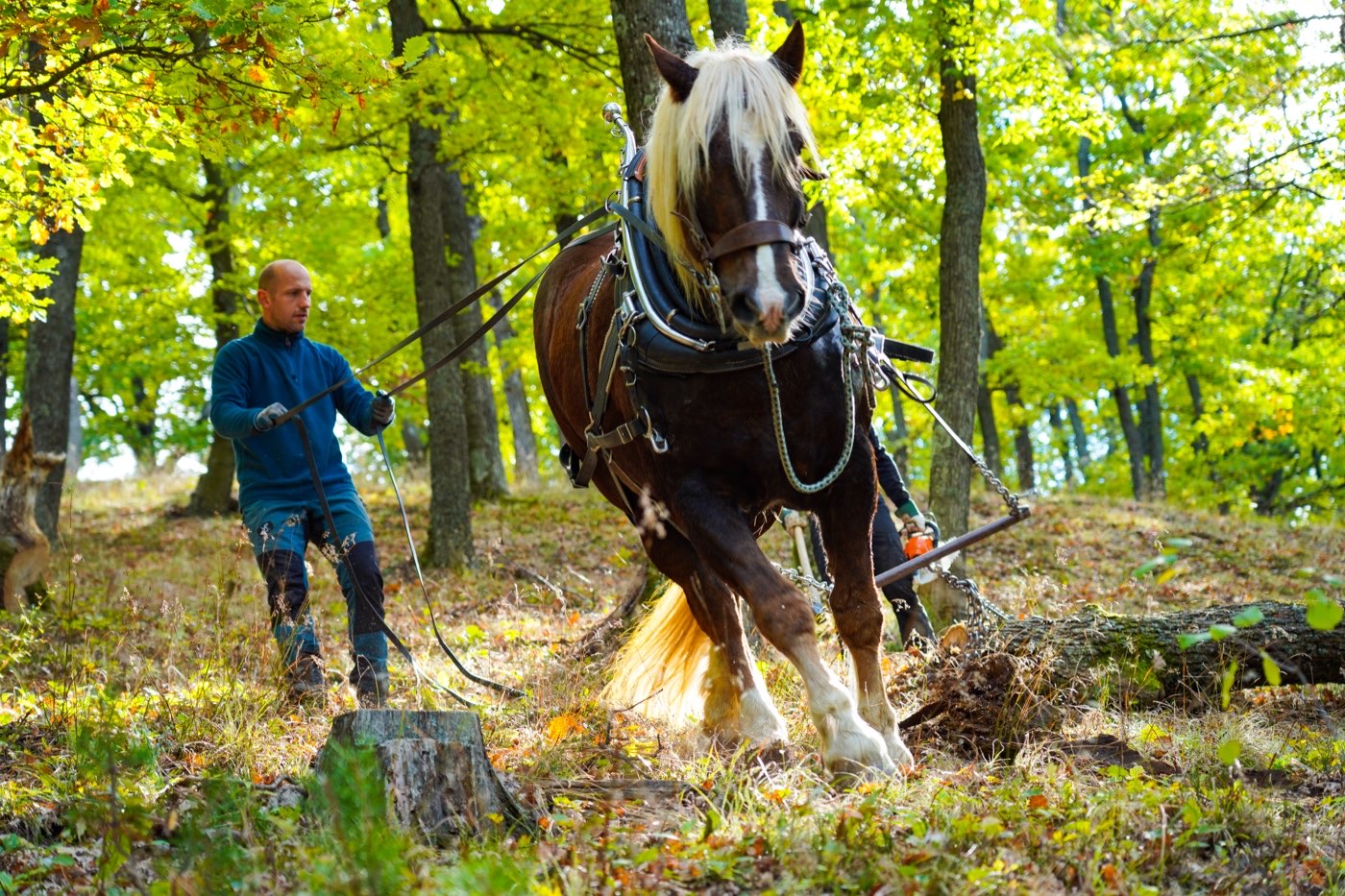 Pferd zieht im Herbstwald einen Stamm den Hang hinauf