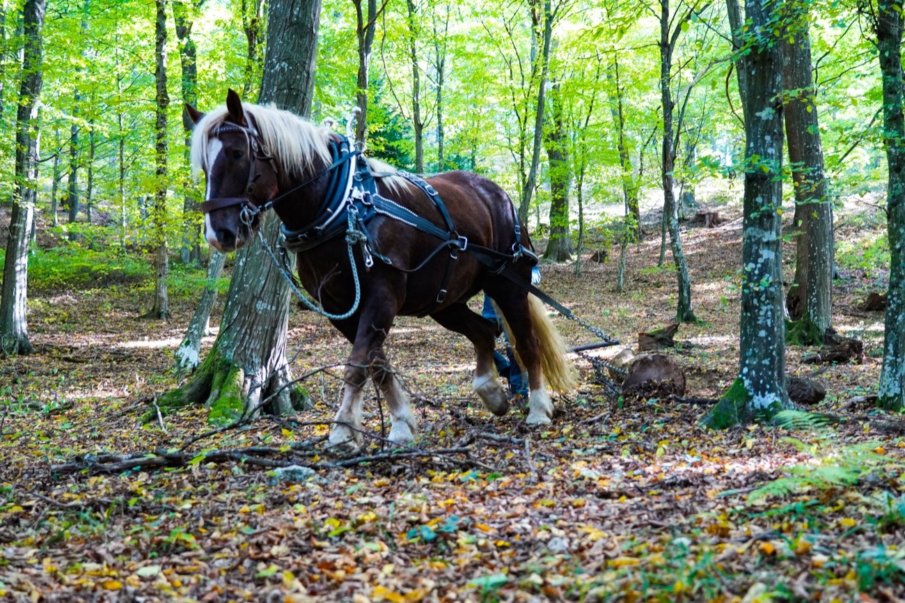 Pferd beim Holzrücken im Wald, ein Stamm gleitet über den Boden