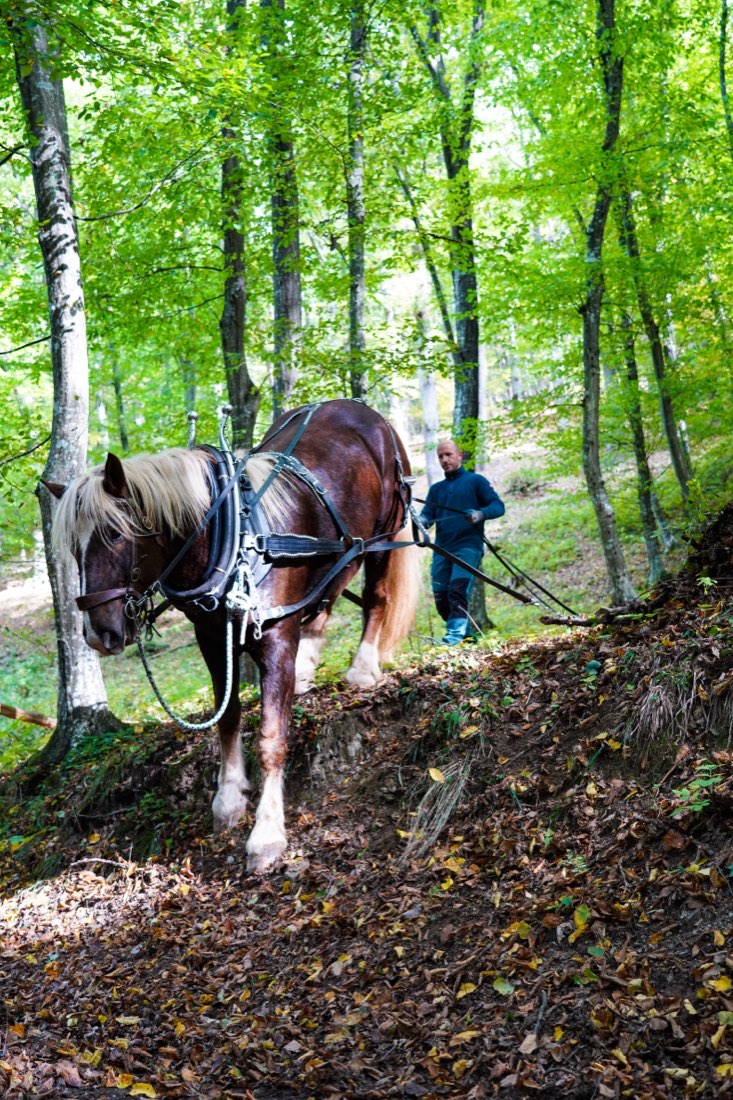 Arbeitspferd im herbstlichen Wald