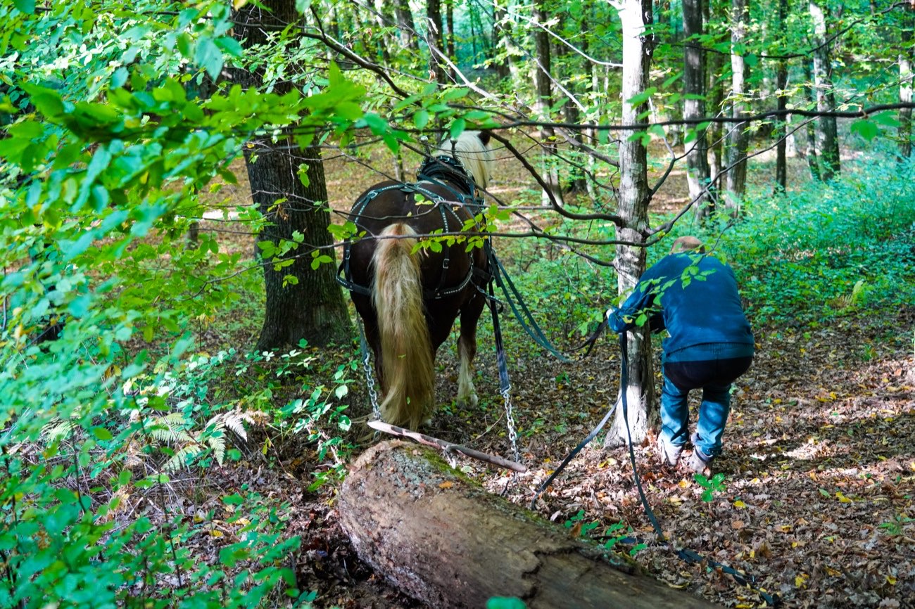 Stamm wird im Wald zum Rücken angehängt