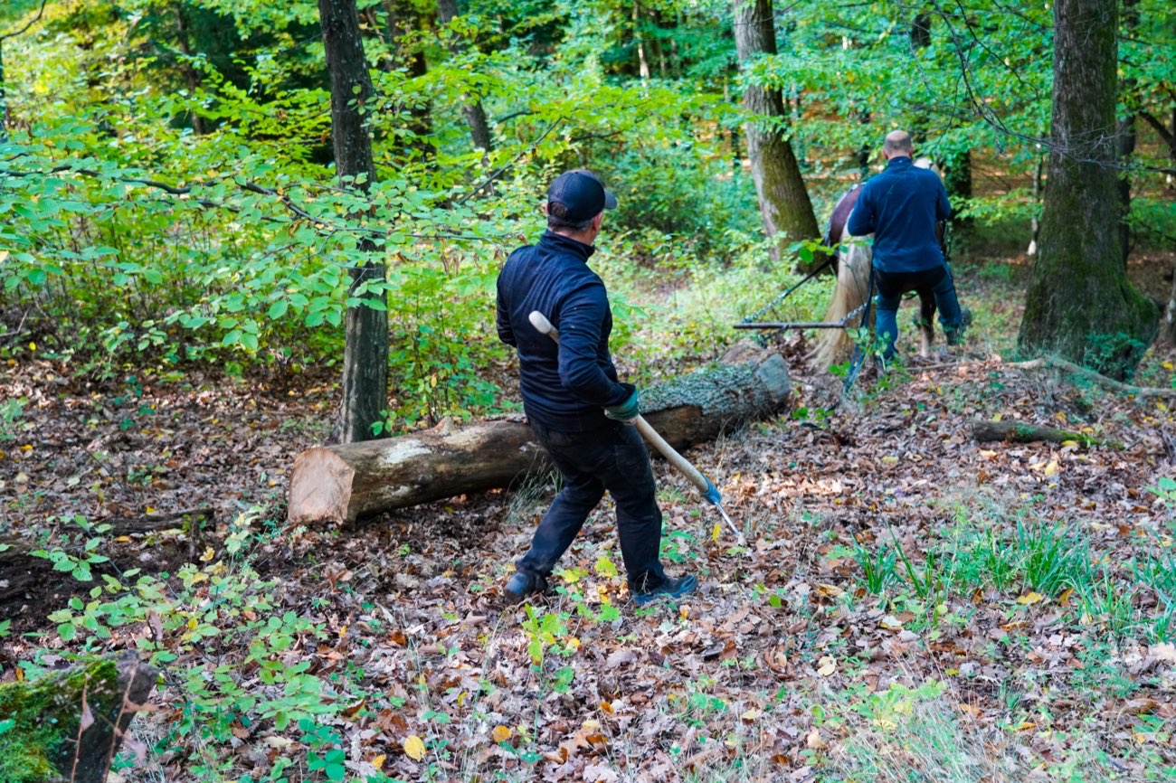 Zu zweit wird der Stamm im Wald in Position gebracht