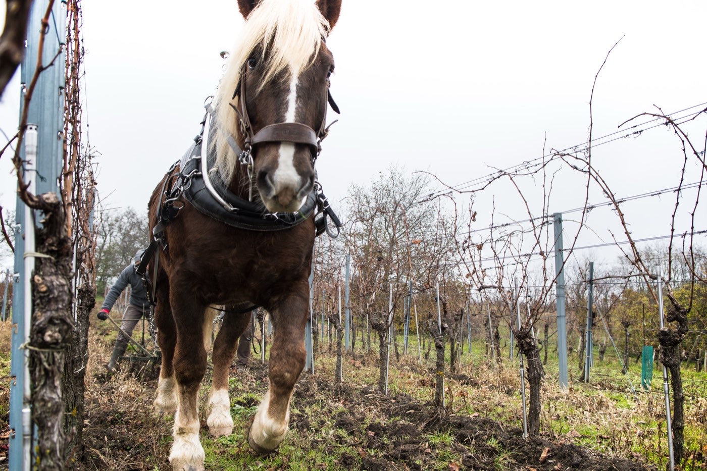 Arbeitspferd im winterlichen Weingarten